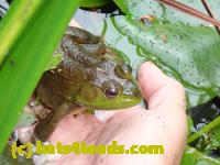 /home//u458753944/public_html/sourcegallery///Frogs/More bullfrogs/P9060114.JPG